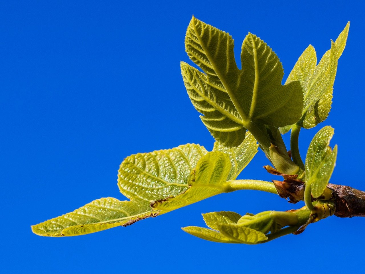 Fiddle Leaf Fig